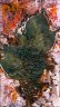  Bez Czarny <i>Sambucus nigra</i>, 2018 - Pigment on paper, image size 80x45cm, ed/5